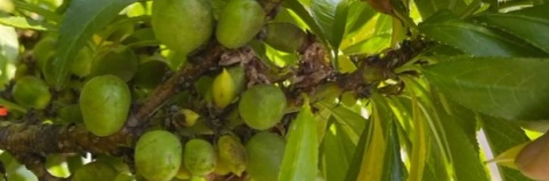 Lots of nectarines. photos by Cindy Yee