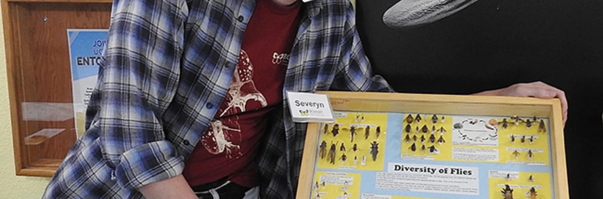 Postdoctoral researcher Severyn Korneyev, a Ukranian dipterist, created this fly diversity display as a traveling exhibit for the Bohart Museum of Entomology. (Photo by Kathy Keatley Garvey)