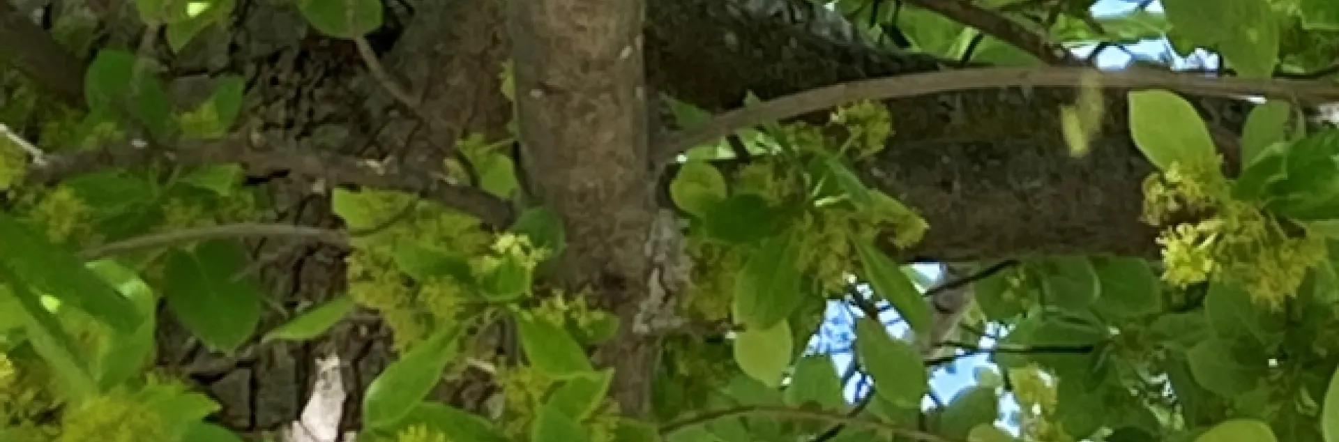 green leaved tree showing yellow male flowers