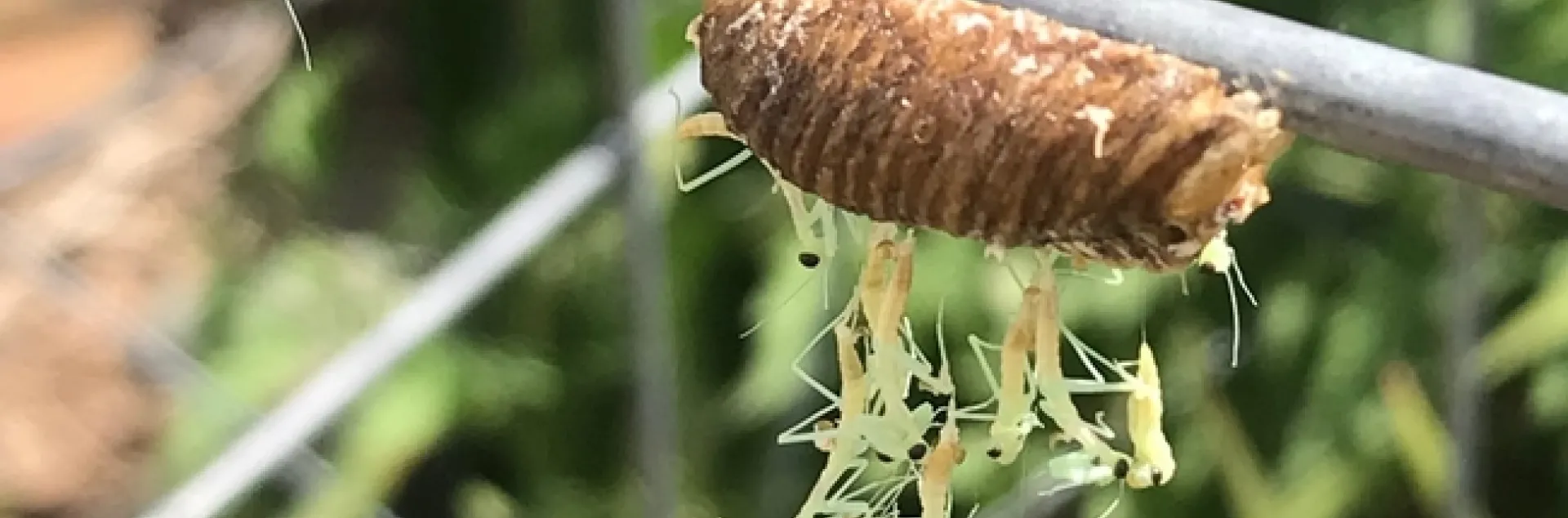 Praying Mantis Curtain. photos by Karen Metz