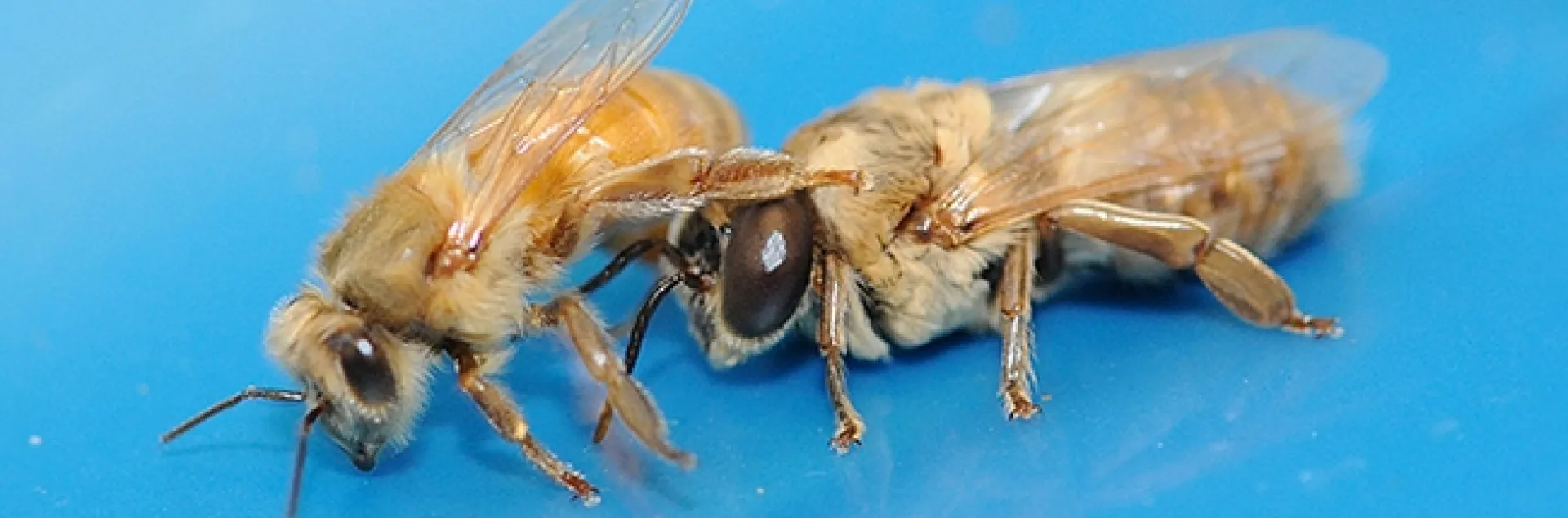 The worker bee (sterile female) is at left, and the drone (male) is at right. (Photo by Kathy Keatley Garvey)
