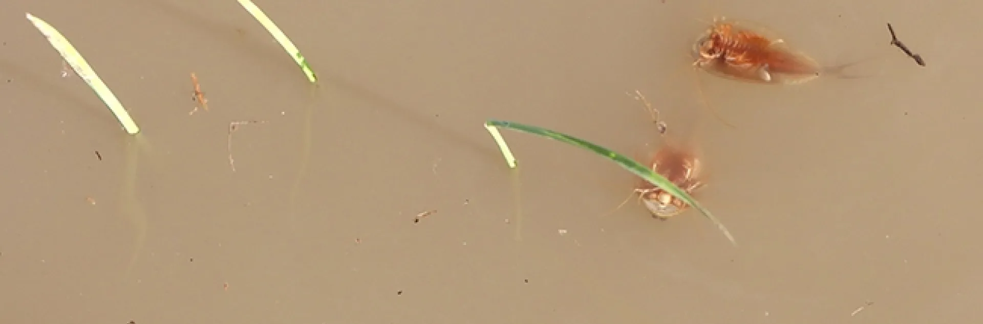 Cooperative Extension agricultural specialist Ian Grettenberger of the UC Davis Department of Entomology and Nematology has received a research grant from the California Department of Pesticide Regulation to study tadpole shrimp in rice. (Photo of tadpole shrimp by Ian Grettenberger)