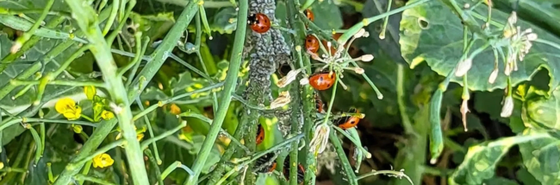 Aphid meal for the ladybugs. All photos by Paula Pashby