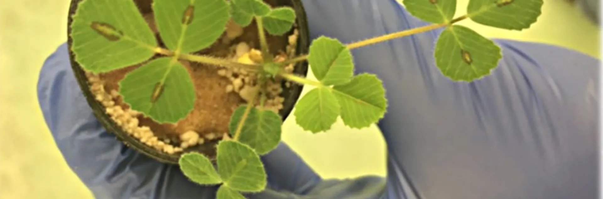 An illustration from Corlett Wood's UC Davis virtual seminar.