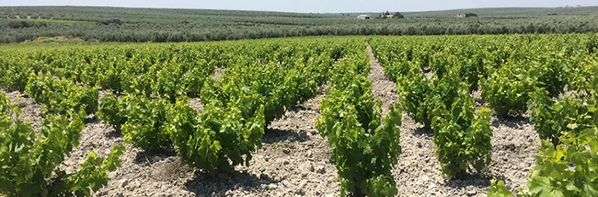 Vineyards in Comarca Montilla-Moriles, Córdoba, Spain. (Photo by Daniel Paredes)