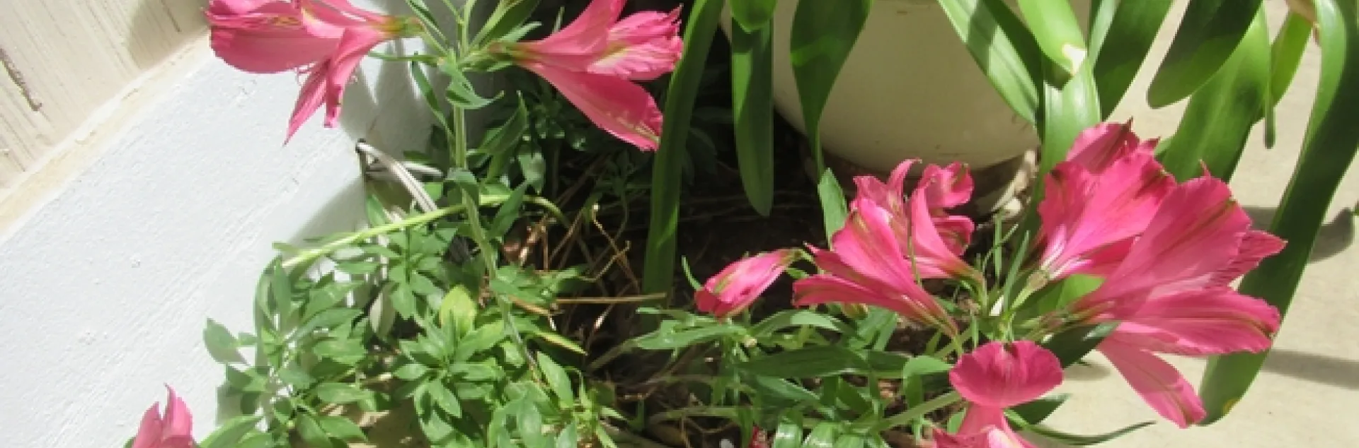 pink lilies growing in a flower bed