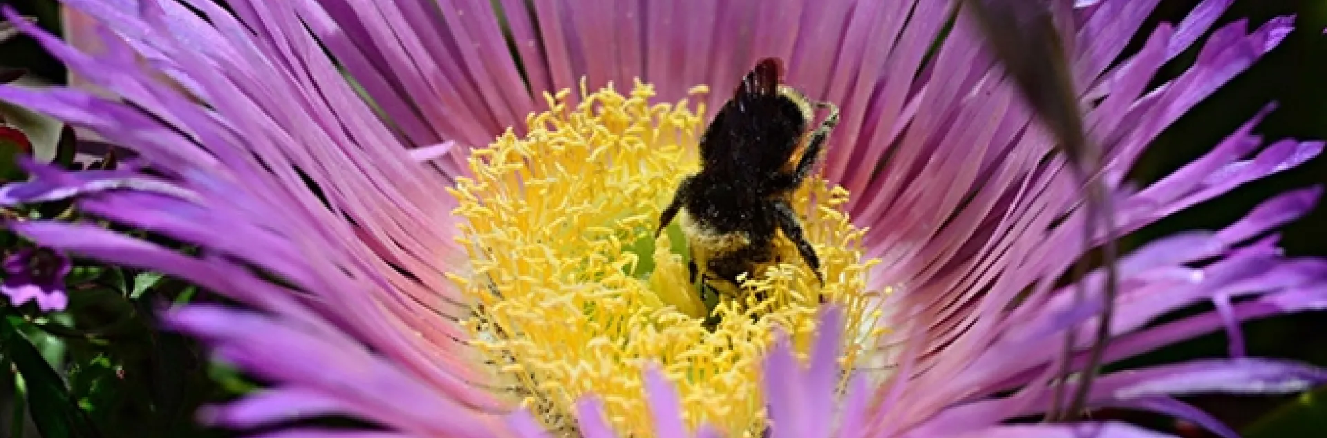 A lone yellow-faced bumble bee, Bombus vosnesenskii, foraging on an ice plant blossom at Bodega Bay. (Photo by Kathy Keatley Garvey)