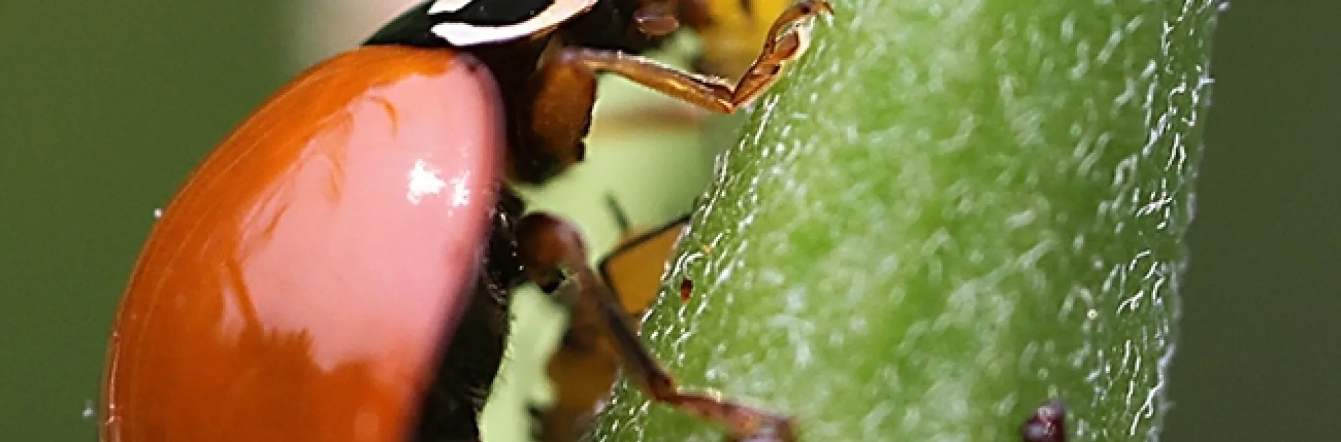 A lady beetle (aka ladybug) chowing down on oleander aphids. (Photo by Kathy Keatley Garvey)
