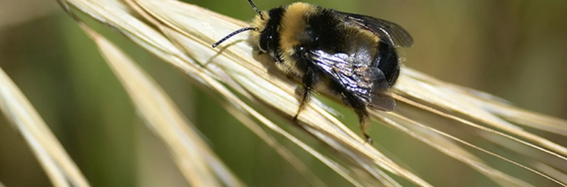 A digger bee, bumble bee mimic Anthophora bomboides stanfordiana, warming its flight muscles on Bodega Head on May 9, 2022. (Photo by Kathy Keatley Garvey)