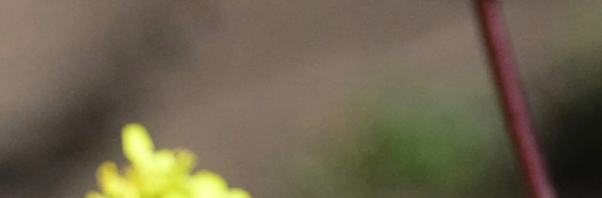 A female Habropoda miserabilis in flight at Bodega Head on May 9. This silver digger bee was heading for mustard and wild radish. (Photo by Kathy Keatley Garvey)