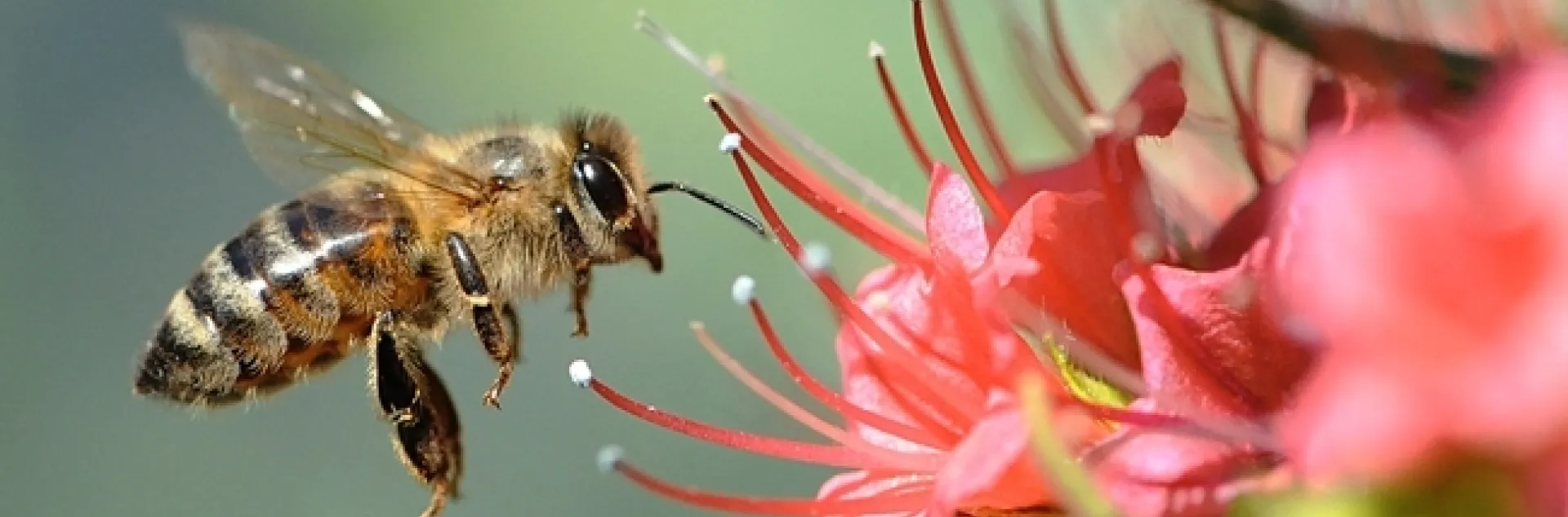 A honey bee heading for the tower of jewels, Echium wildpretii. (Photo by Kathy Keatley Garvey)