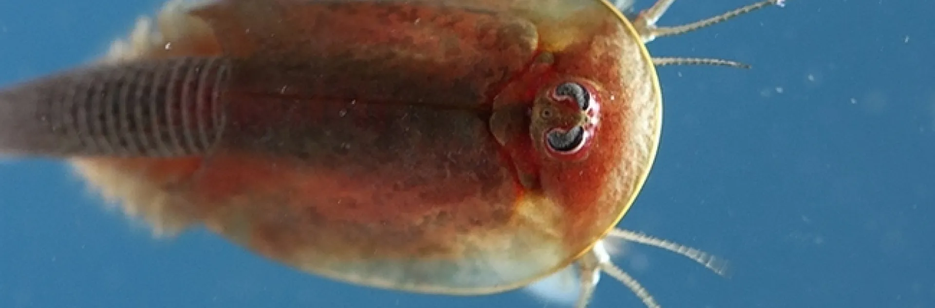 A close-up of a tadpole shrimp, a pest of rice. (Photo by Ian Grettenberger)