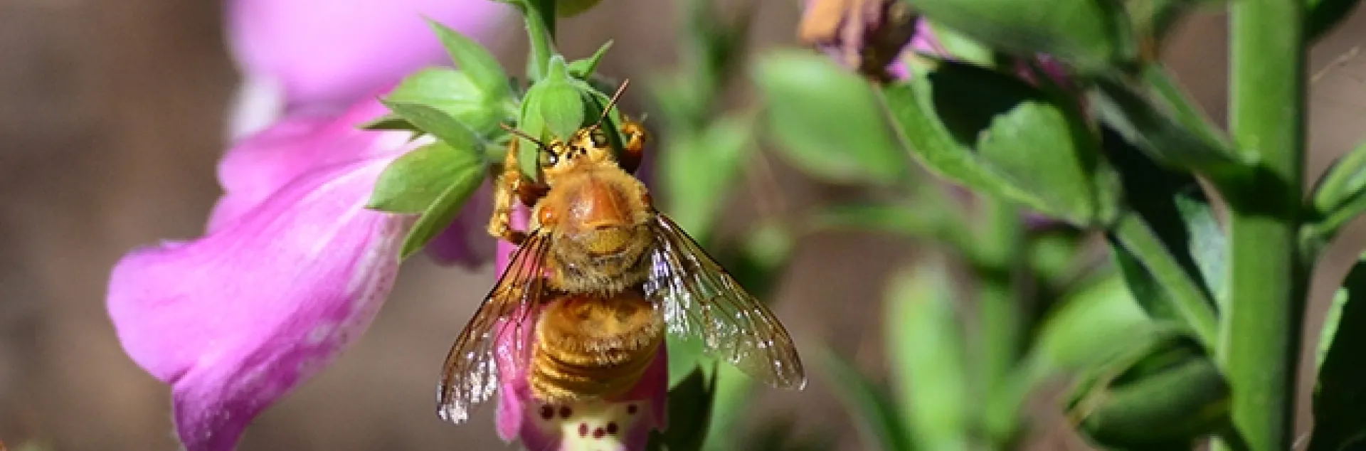 A male valley carpenter bee, Xylocopa sonorina, engaging in nectar robbing; he's sipping nectar through a hole in the base of a foxglove blossom. (Photo by Kathy Keatley Garvey)