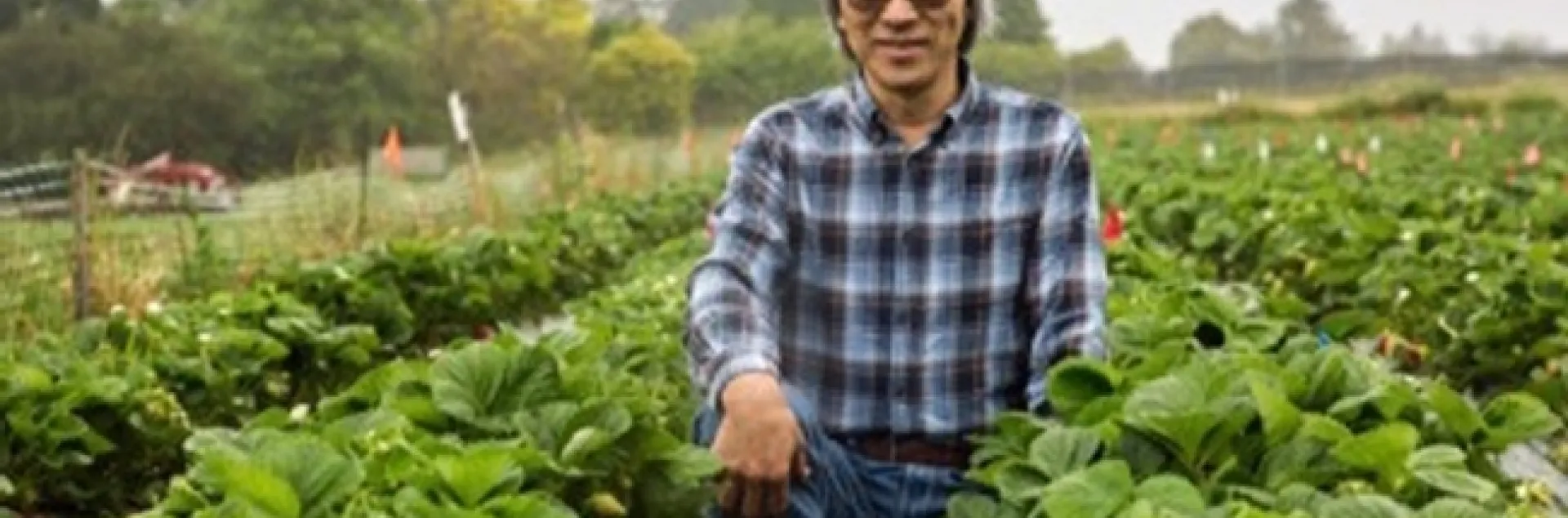 Joji Muramoto kneels between rows in strawberry field.