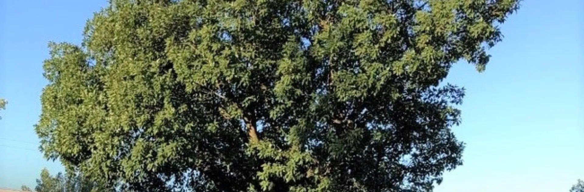 Green tree in the front yard of a house with a dead, brown lawn.