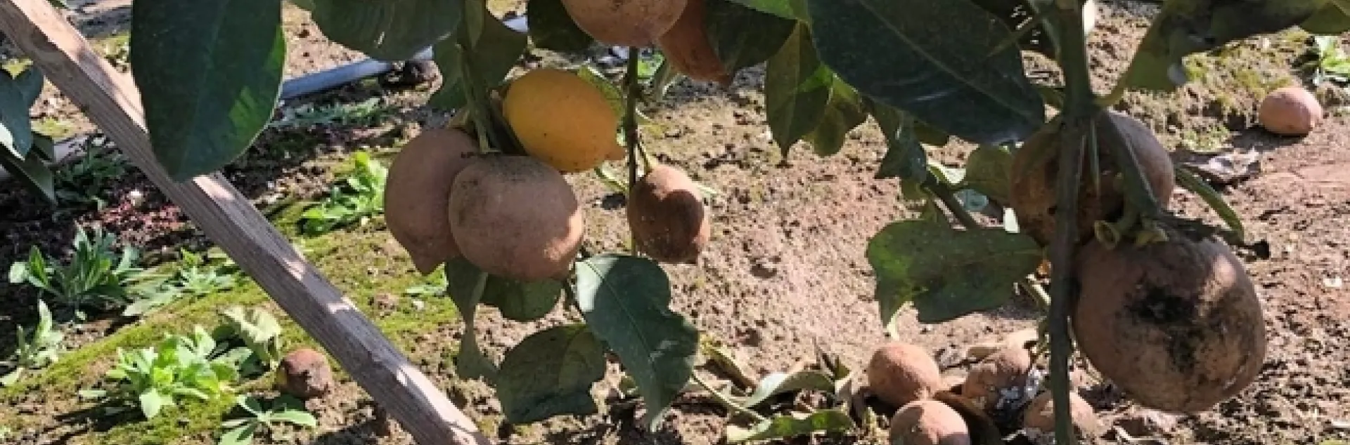 citrus mealybug fruit cluster