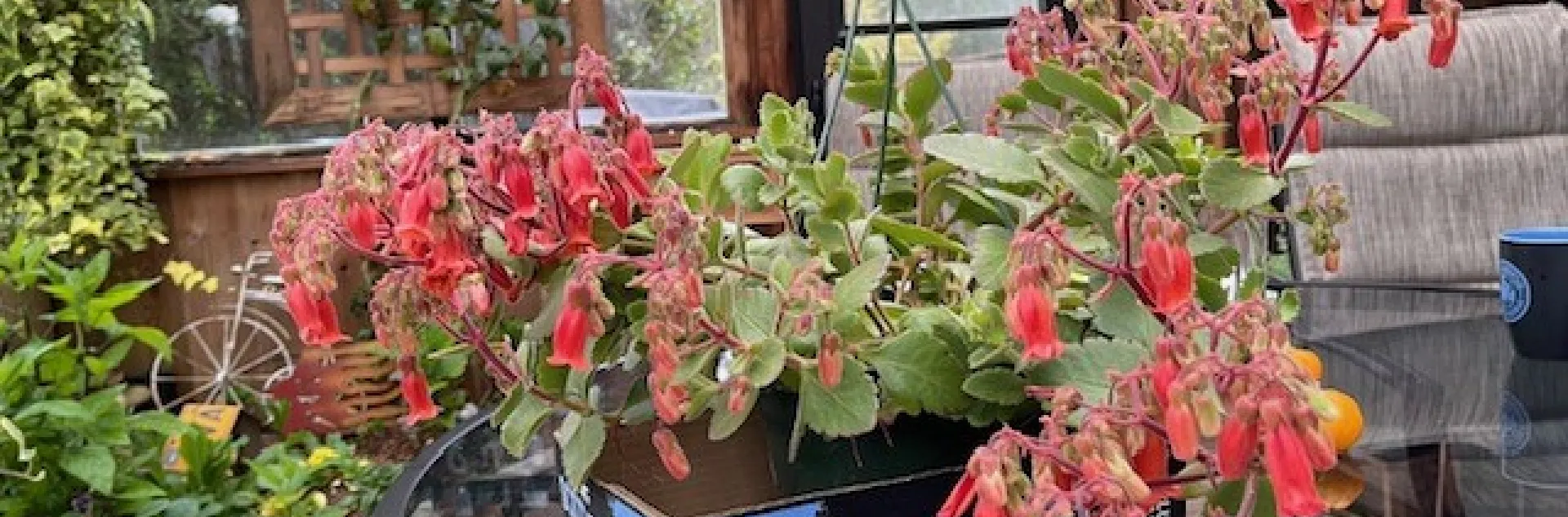 succulent plant with dangling reddish bell shaped flowers