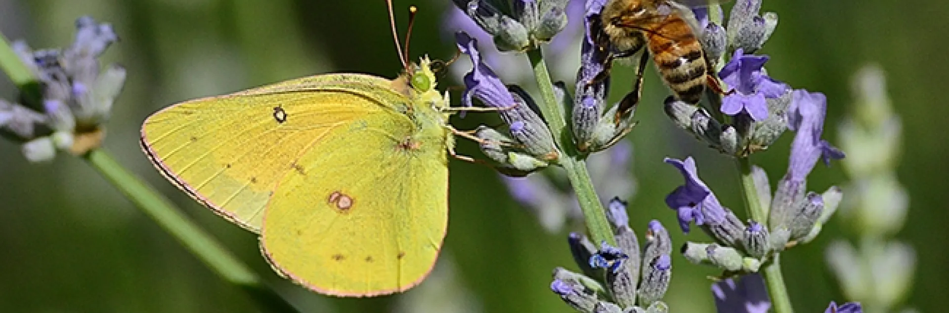 A sulphur butterfly, Colias eurytheme, and a honey bee, Apis mellifera, meet on lavender. The butterfly is a male, as identified by Art Shapiro, UC Davis distinguished professor of evolution and ecology. (Photo by Kathy Keatley Garvey)