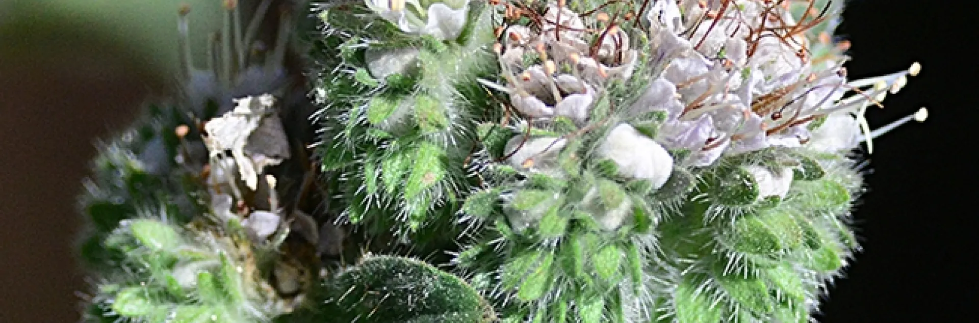 A European wool carder bee in flight. (Photo by Kathy Keatley Garvey)