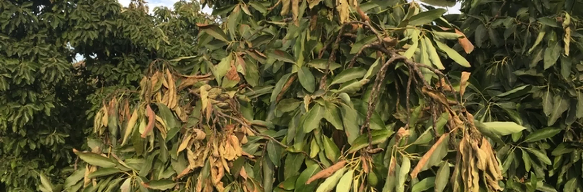 heat damage to canopy