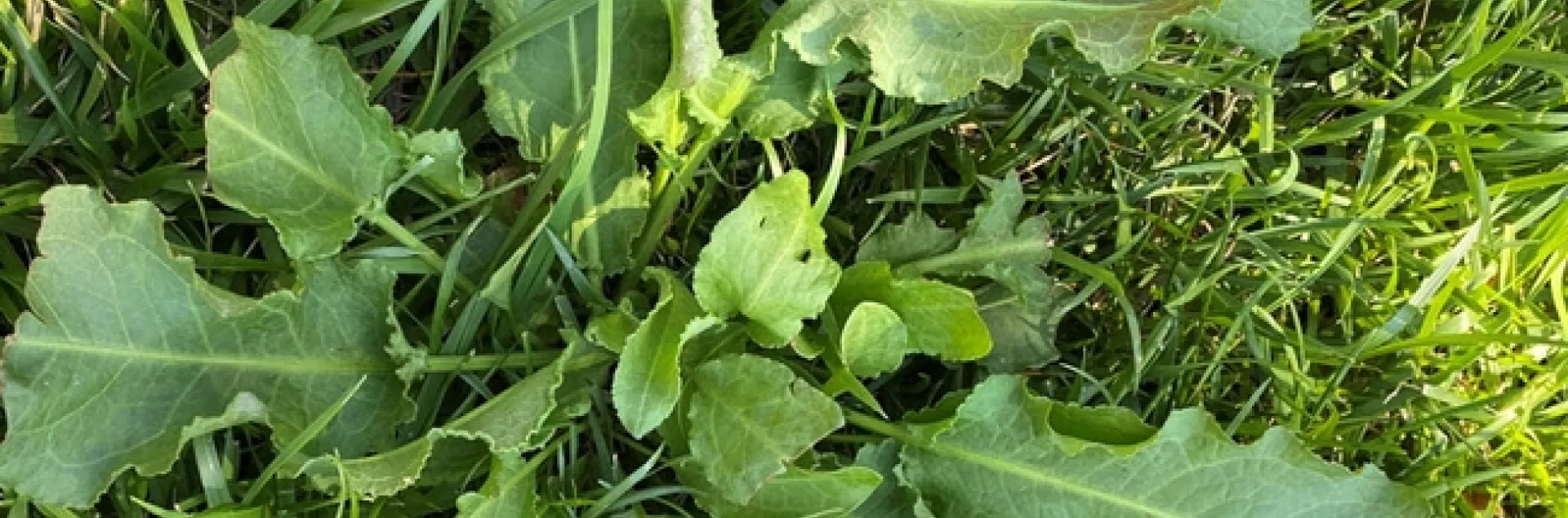 Wyethia spp. Mule Ears