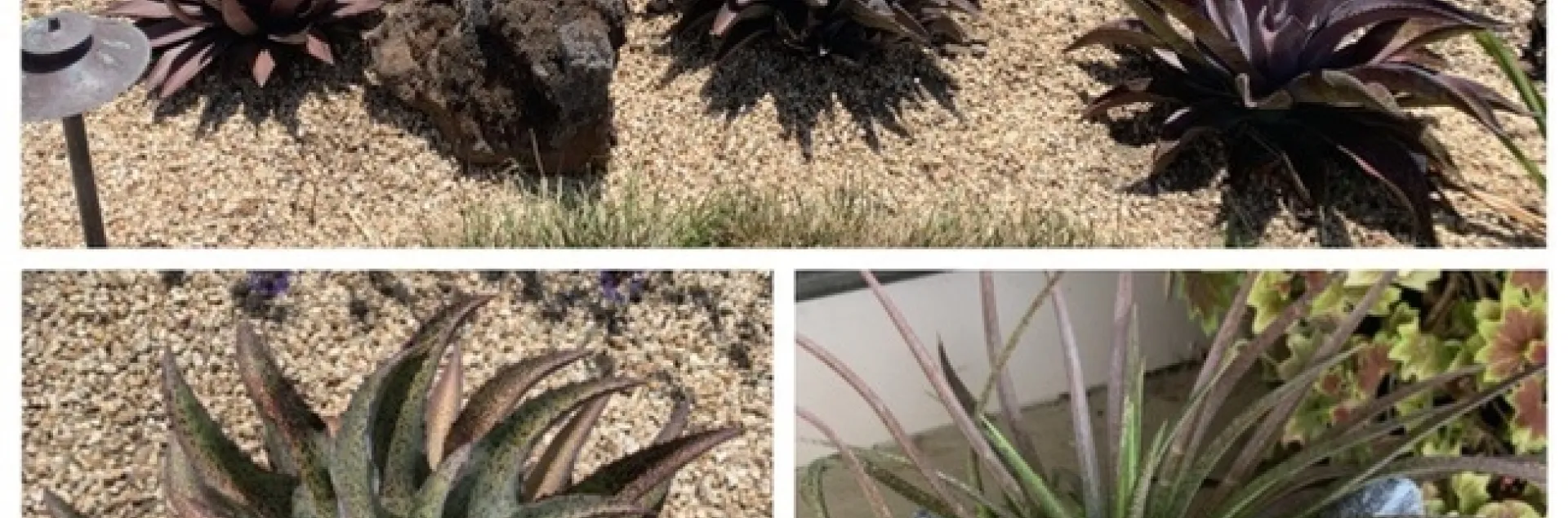 Mangaves. photo credit Jeanine McAnaney