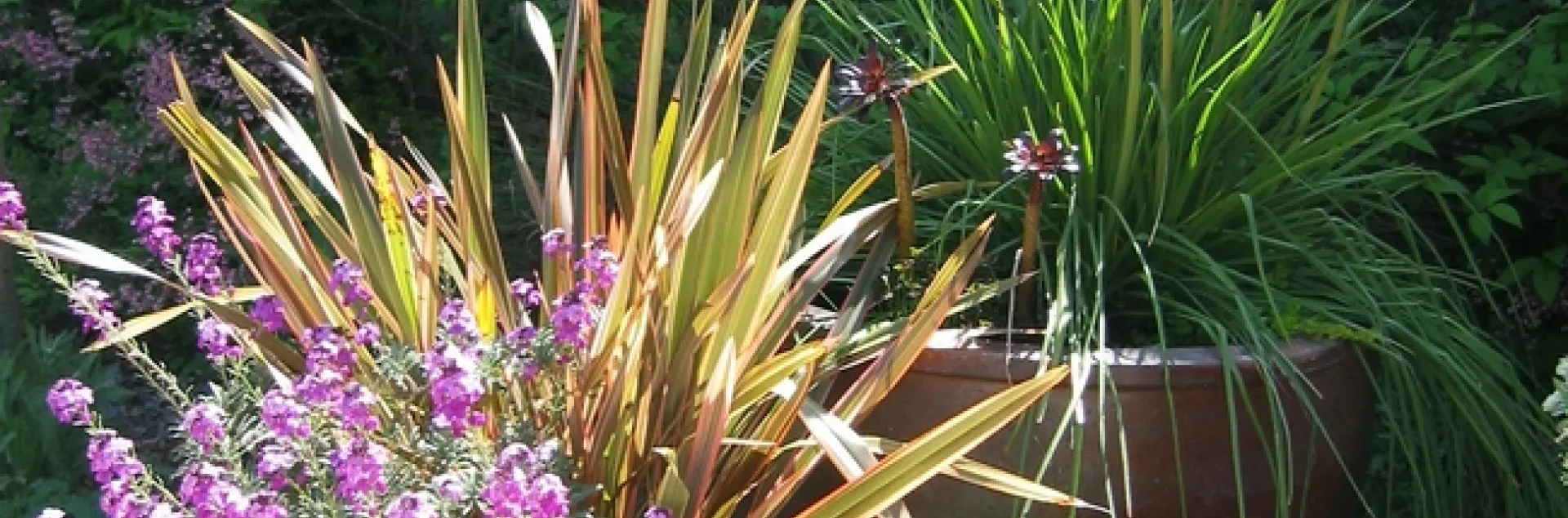 Water wise plant garden. (Ellen Zagory, UC Davis Arboretum and Public Garden)
