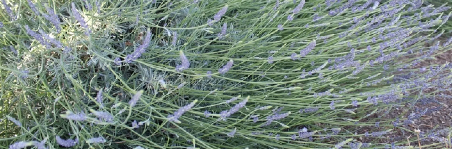 Pale green plant with light purple flowers.
