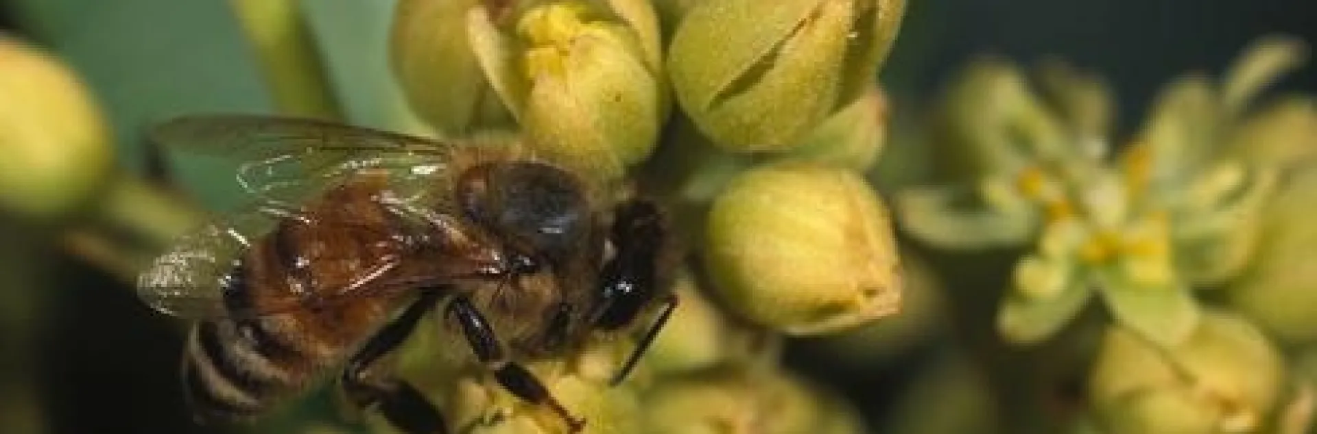 honey bee in avocado