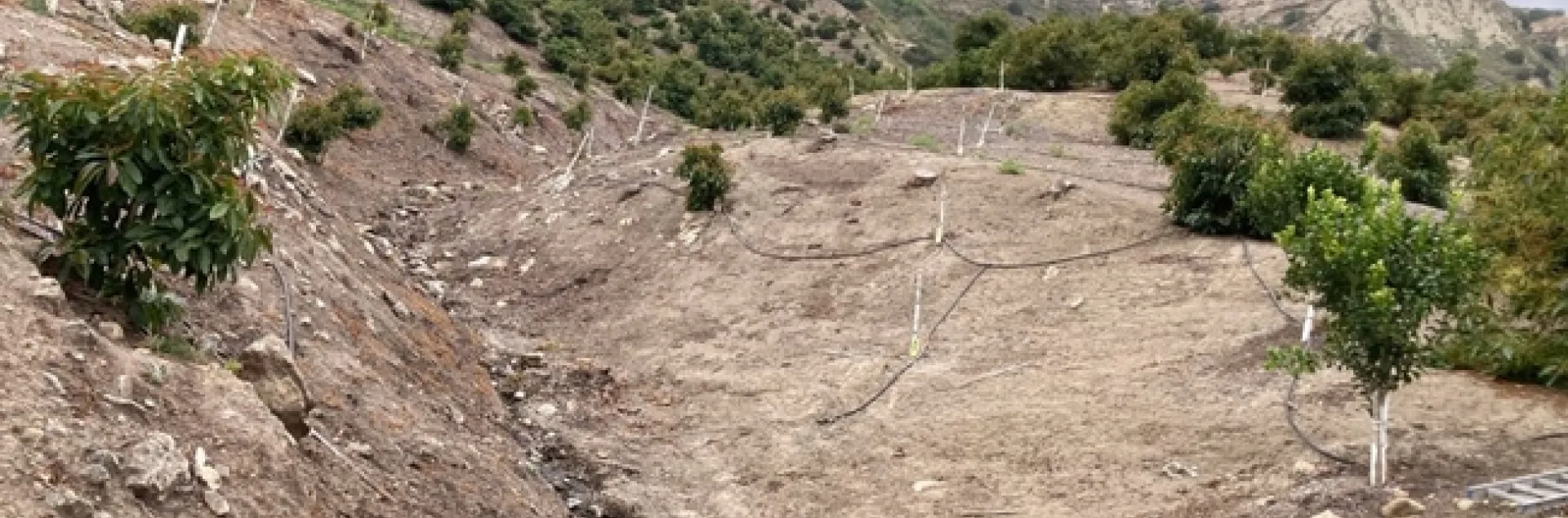 avocado rocky hillside
