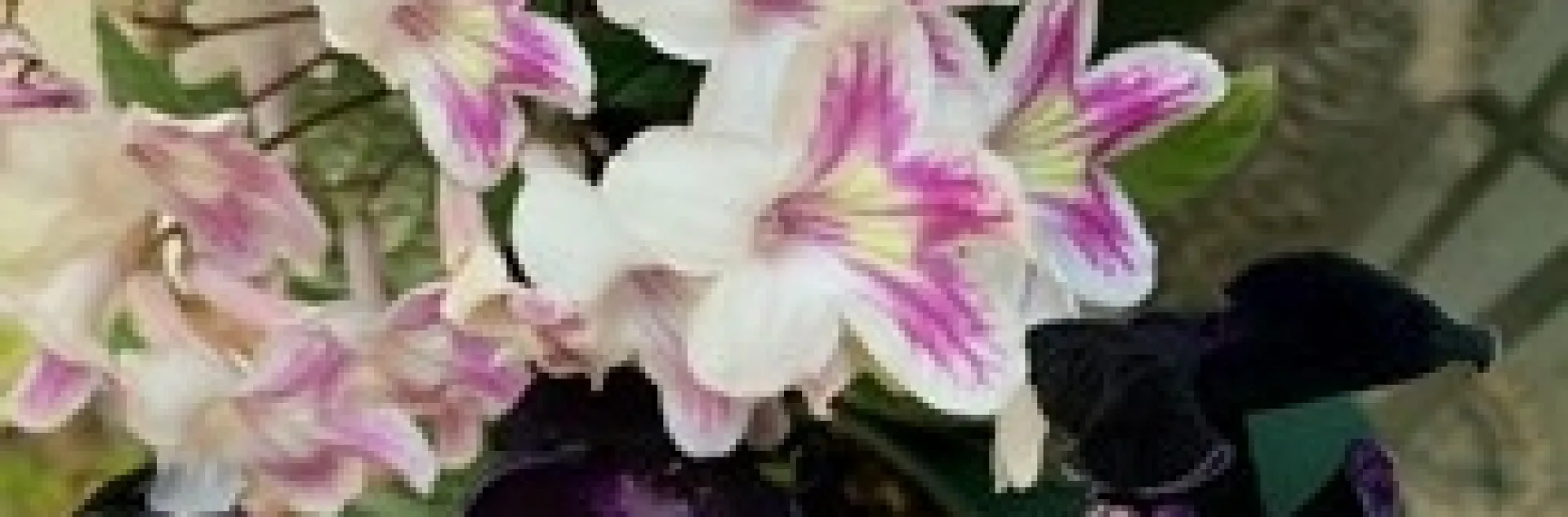 photos by Kathy Gunther