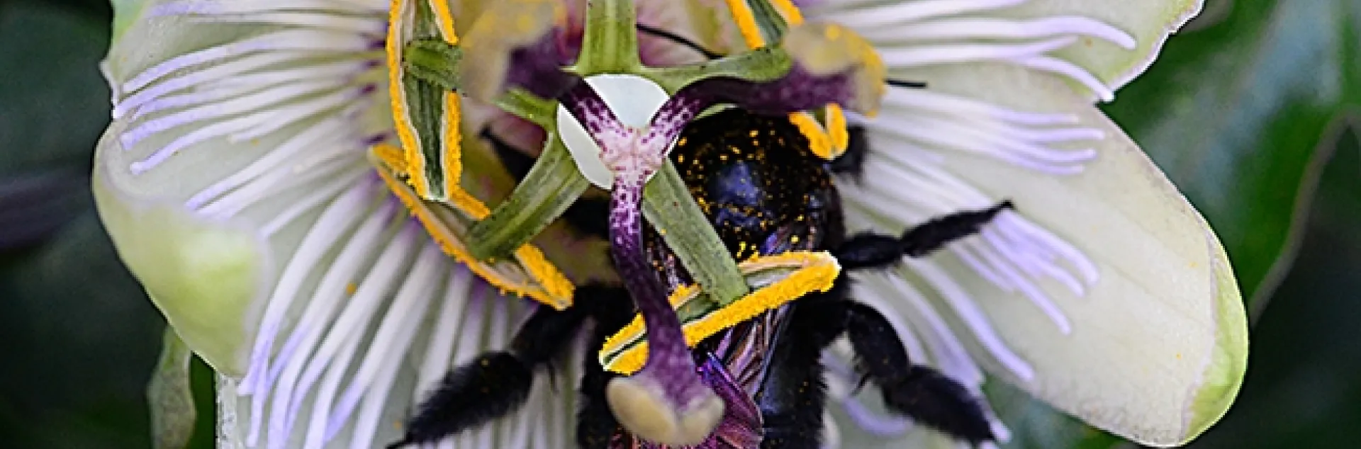 A dorsal view of a female Valley carpenter bee, Xylocopa sonorina, asleep on a passionflower vine. (Photo by Kathy Keatley Garvey)