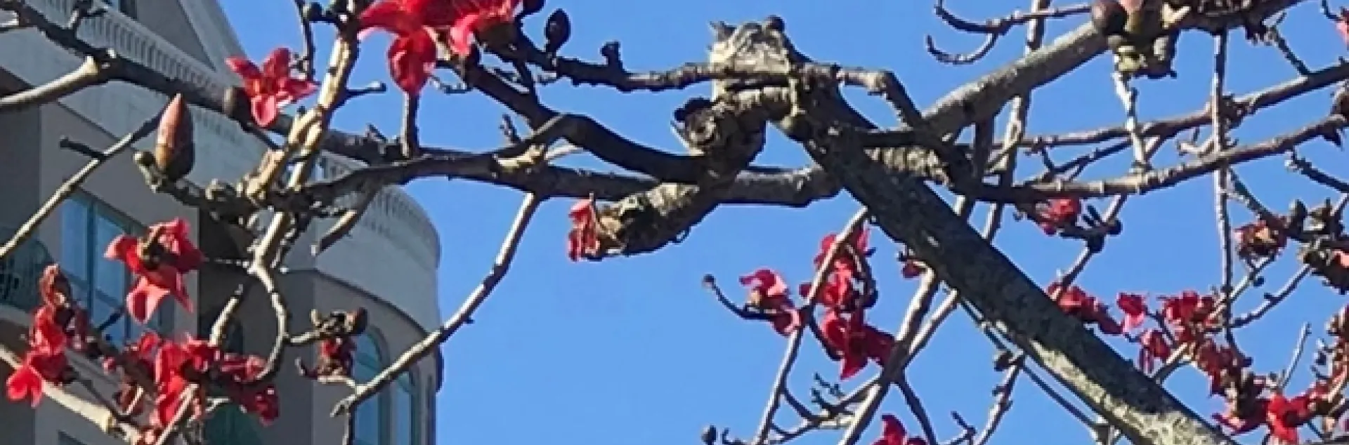 Bombax ceiba. photo by Karen Metz