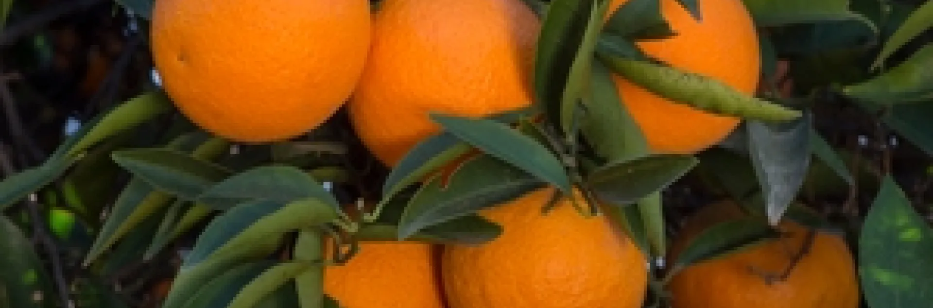 BidwellsBarsweetorangeCRC1512003