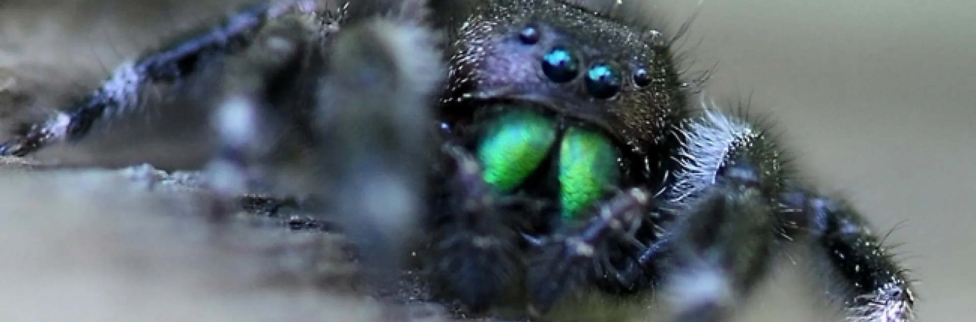 A jumping spider peers at the photographer. (Photo by Kathy Keatley Garvey)