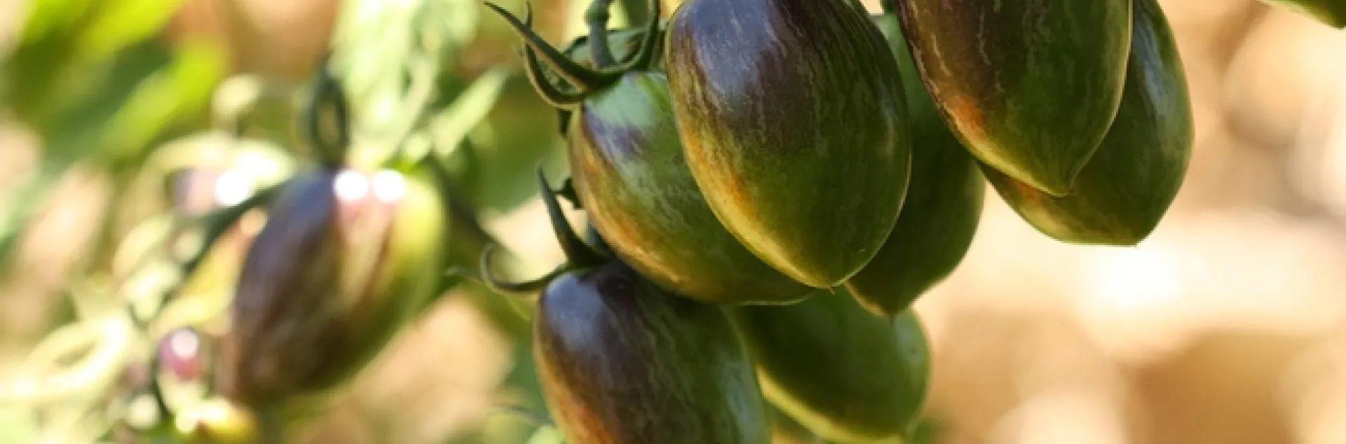 ripening tomatoes