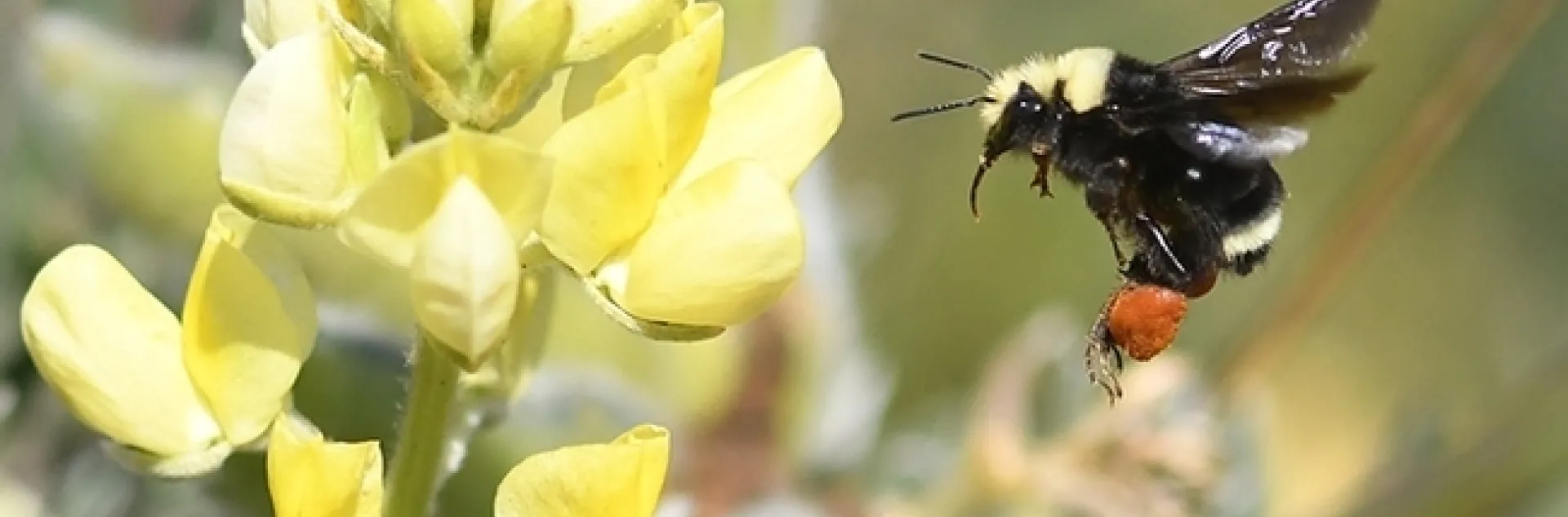 This image of a yellow-faced bumble bee, Bombus vosnesenskii, foraging on lupine at Bodega Bay, was part of a photo series that won an international award from ACE. (Photo by Kathy Keatley Garvey)