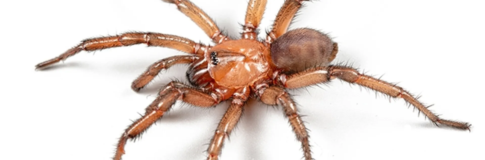 This is a male trapdoor spider, a new species from the genus Promyrmekiaphila. Youths are invited to suggest names for this species in a contest to take place at the Bohart Museum open house on June 25. (Photo courtesy of the Jason Bond lab)