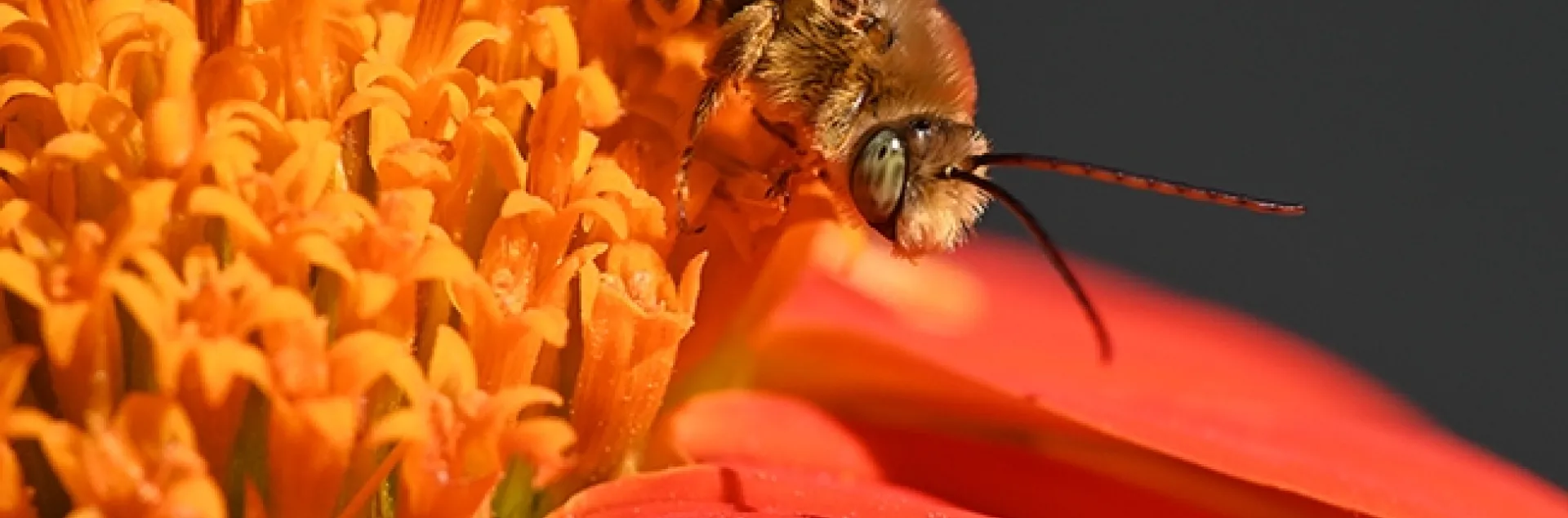 After spending the night sleeping on a Mexican sunflower, Tithonia rotundifola, a male longhorned bee, Melissodes agilis, starts to stir. (Photo by Kathy Keatley Garvey)