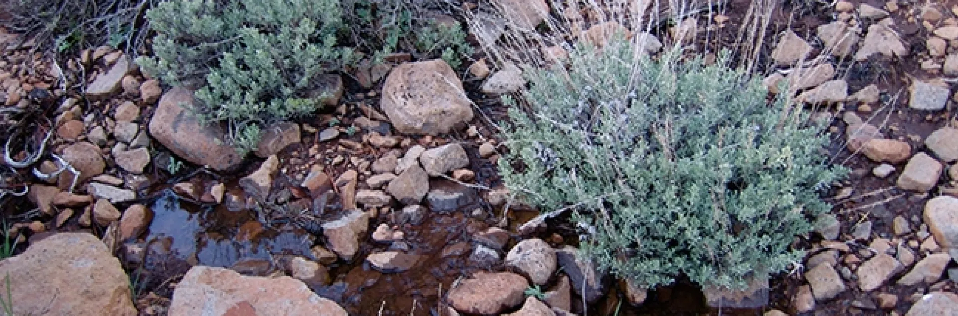 UC Davis ecologist Rick Karban, an international authority on plant communication, says that plants have personalities, that individual plants respond differently to alarm calls, just as individual animals do. This is sagebrush that Karban studies.(Photo by Rick Karban)