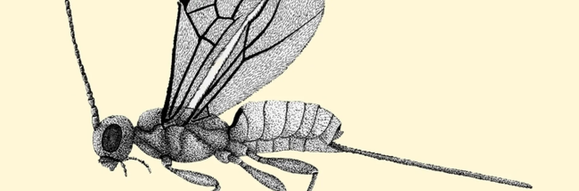 Fig. 1. Drawing by Mary Foley of Coeloides dendroctoni, a braconid parasite of larvae of the mountain pine beetle. (De Leon 1934).
