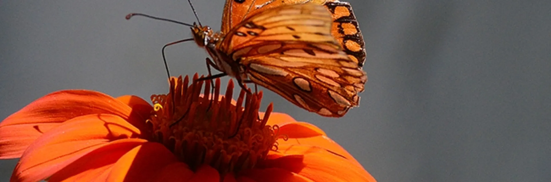 A male long-horned bee, a Melissodes agilis, targets a Gulf Fritillary on a Mexican sunflower. (Photo by Kathy Keatley Garvey)