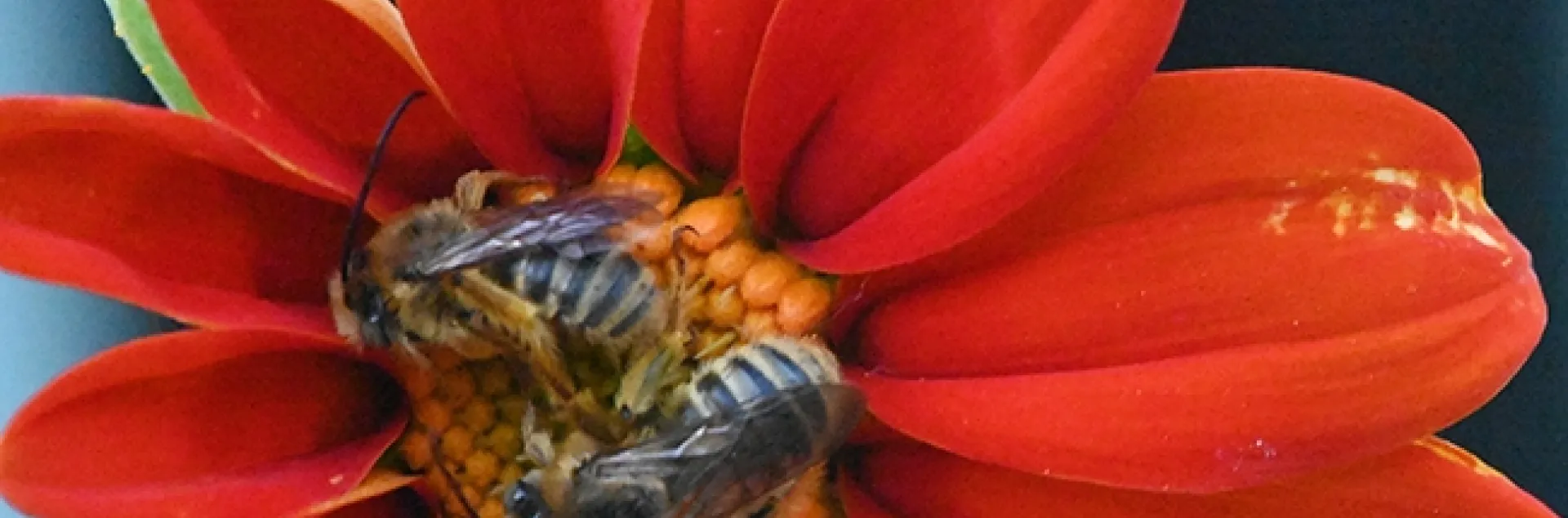 Let sleeping bees lie? A tiny crab spider joins two male longhorned bees sleeping overnight on a Mexican sunflower, Tithonia rotundifola. The bees are Melissodes agilis. (Photo by Kathy Keatley Garvey)