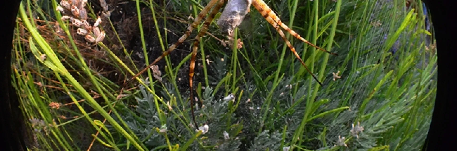 A striking garden spider, as seen through a fisheye lens. (Photo by Kathy Keatley Garvey)