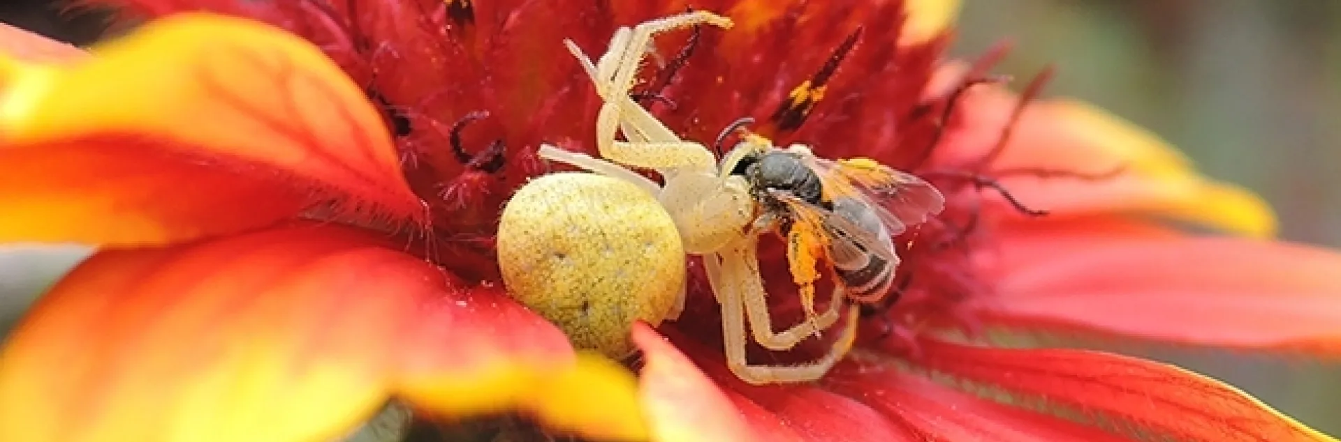 A crab spider dining on a bee on a blanketflower, Gallardia. Everyone eats in the garden. (Photo by Kathy Keatley Garvey)