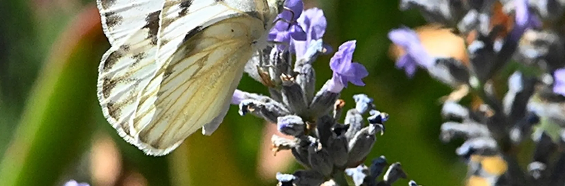 A female Checkered White butterfly, Pontia protodice (as identified by UC Davis distinguished professor Art Shapiro) nectars on lavender in Vacaville, Calif. (Photo by Kathy Keatley Garvey)