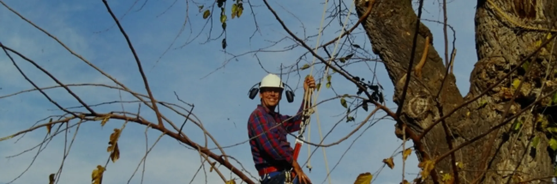John Karlik doing tree work