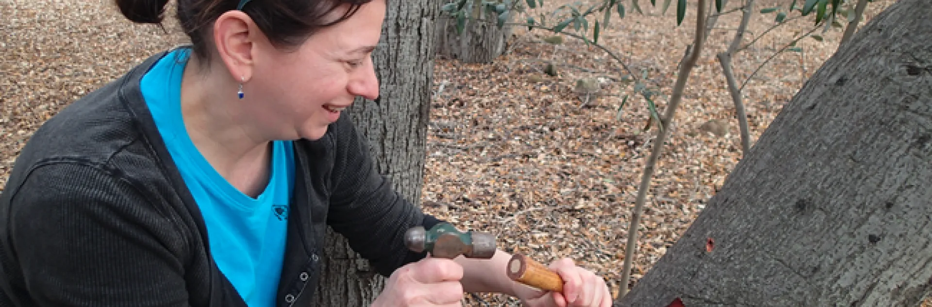 Sabrina Drill samples a tree to test for pathogens. Photo by Jim Downer