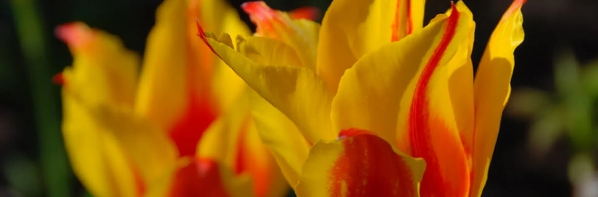 When You Look Upon the Beauty of the Tulip It Is Difficult Not to Use Flowery Language by antonychammond is licensed under CC BY-NC-SA 2.0.