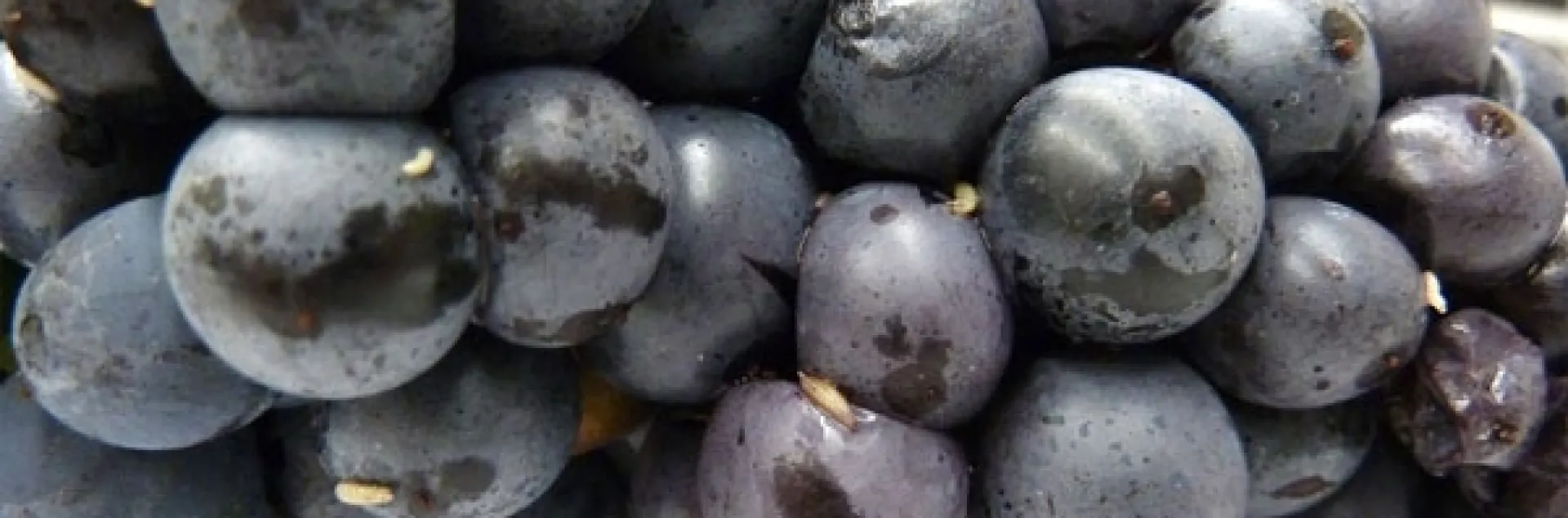 spotted wing drosophila blueberry